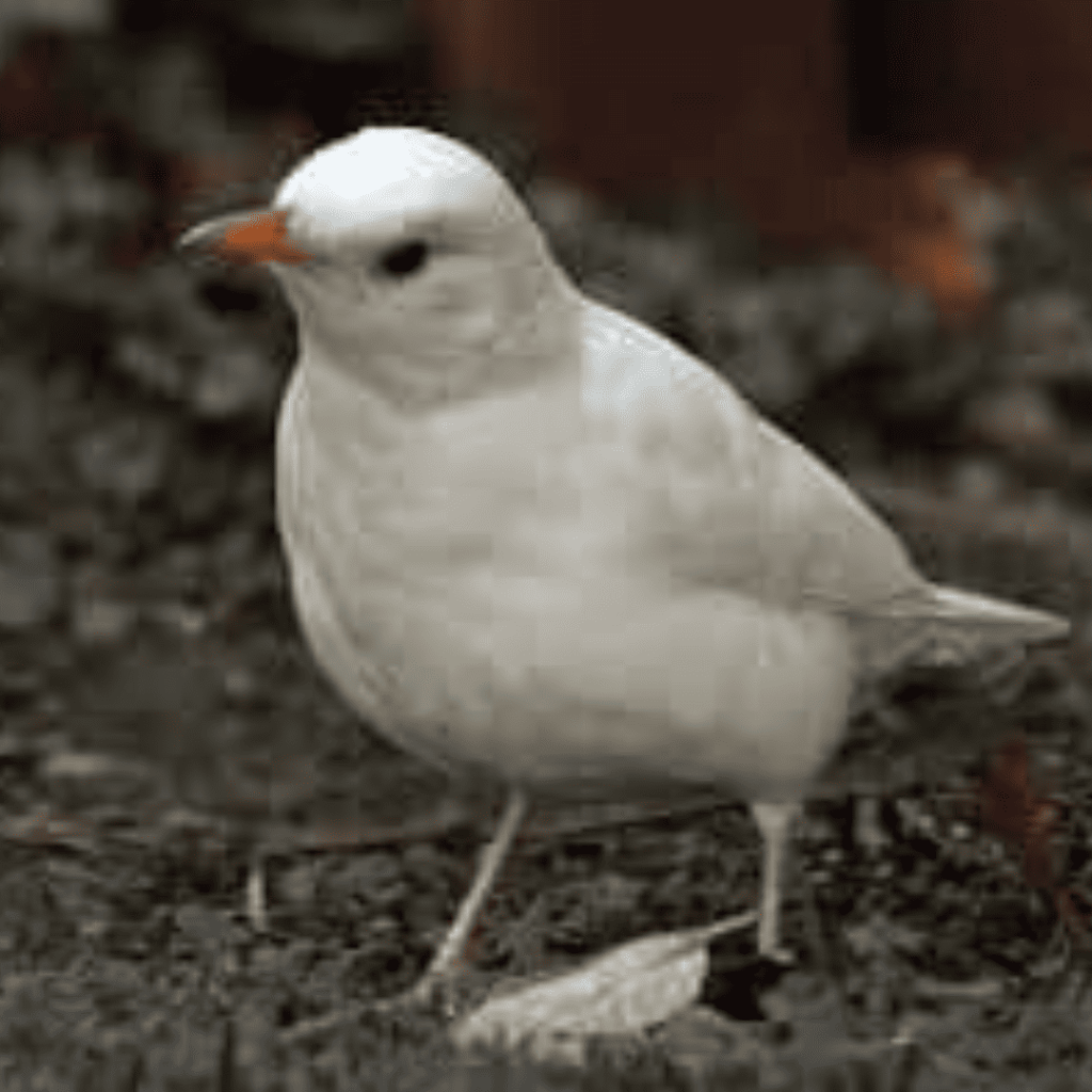 soy un mirlo blanco