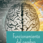 funcionamiento de un cerebro coherente