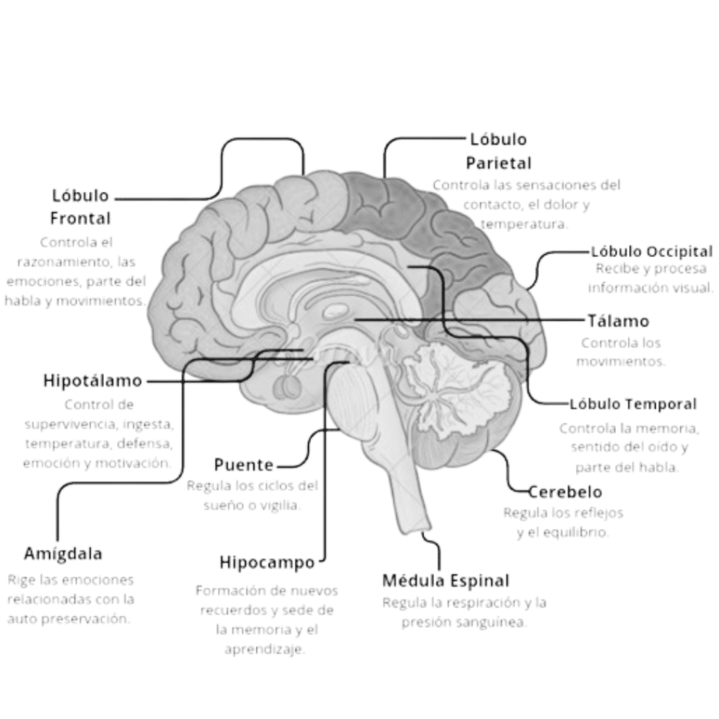 órganos principales del cerebro